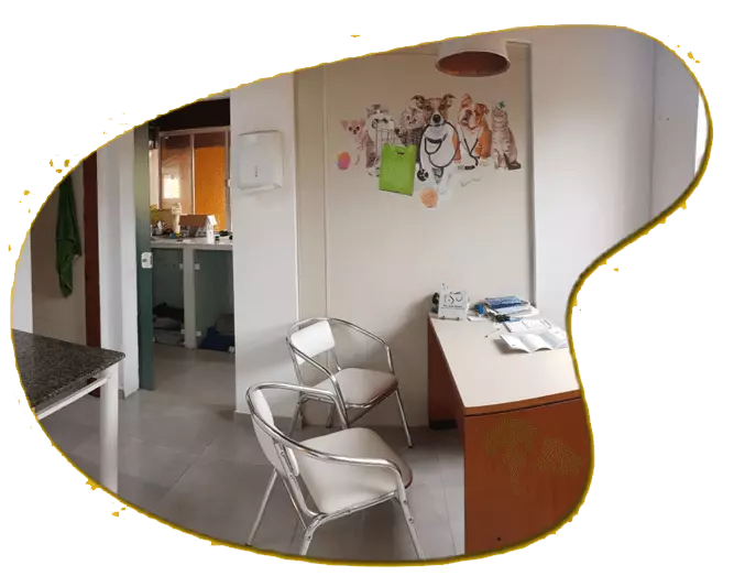 Consultório veterinário e suporte no Hotel para Cachorro na Lagoa da Conceição 🛡️