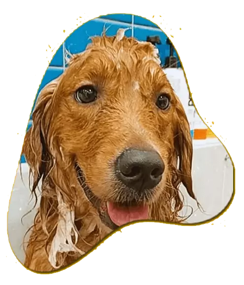 Antecipe sua vaga no Hotel para Cachorro na Lagoa da Conceição — Aline Pet ⏱️