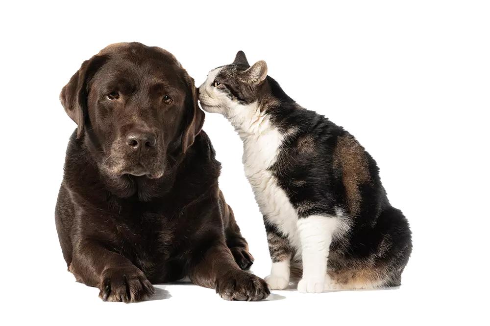 Socialização e recreação de cachorro e gato juntos no Hotel para Cachorro na Lagos da Conceição — Aline Pet 🐶🐱 ✅