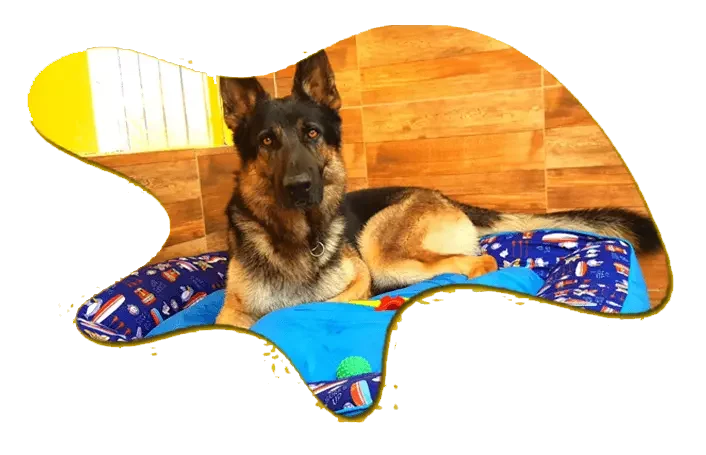 ✅ Cão Pastor Alemão descansando em cama confortável no Aline Pet, hotel para cachorro em Florianópolis com dormitórios aconchegantes.